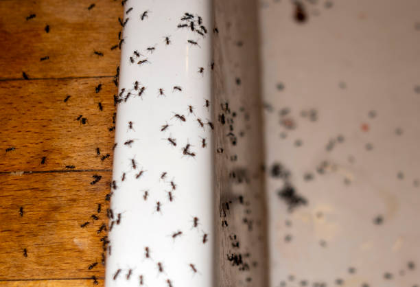 Best Best Pest Control Companies  in Kirtland Af, NM