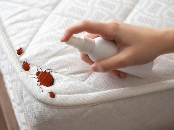 Best Mosquito Control Services  in Kirtland Af, NM