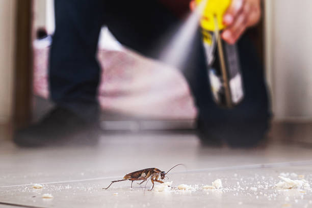 Reliable Kirtland Af, NM Pest Control Solutions